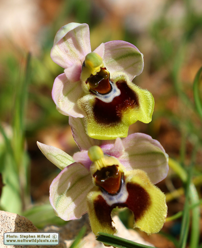 Ophrys tenthredinifera subsp. grandiflora / Large-flowered Sawfly Orchid / Naħla kbira